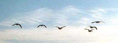 flying geese