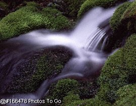 STREAMS AND MOSS