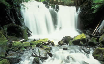 tarkine.jpg